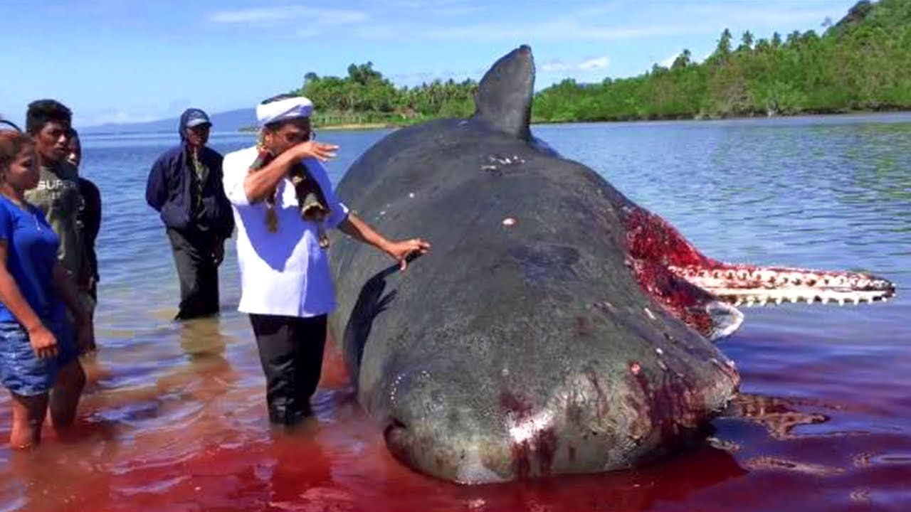 10 coisas raras que foram encontradas na praia!