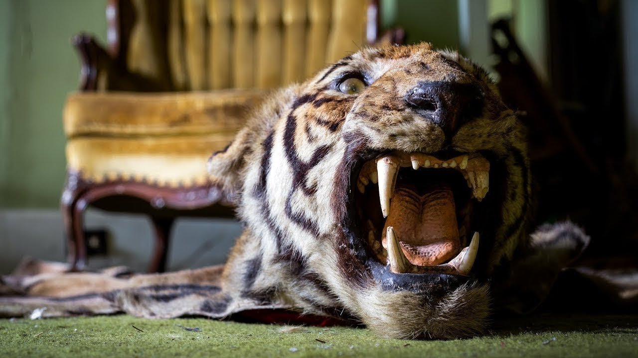 Casa Abandonada Deixou Para Trás Tapetes de Tigre Reais