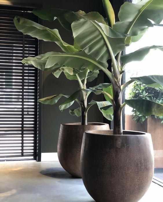 Have you ever thought about having mini banana trees in your garden? But calm down, despite being mini, they are still large, ideal for areas with more space available.