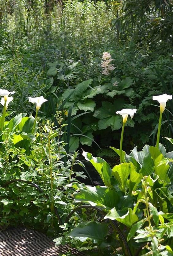 A bed of peace lilies is also charming! Thus, we can count on all the beauty and delicacy of these flowers.