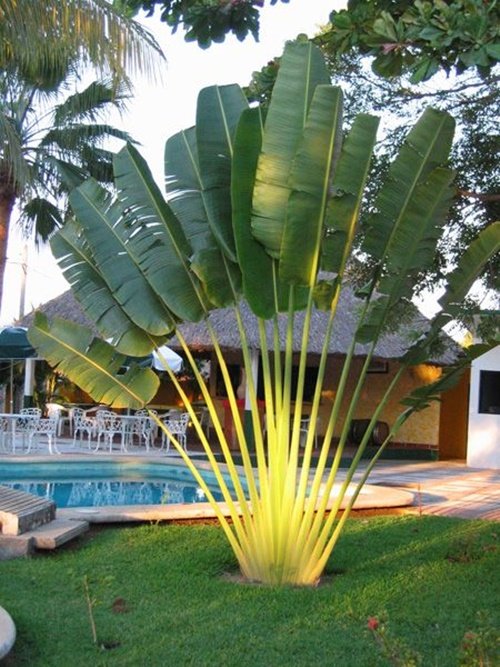 How about this ornamental banana tree right at the entrance of your house? It is grand, and because of that, it does not go unnoticed.