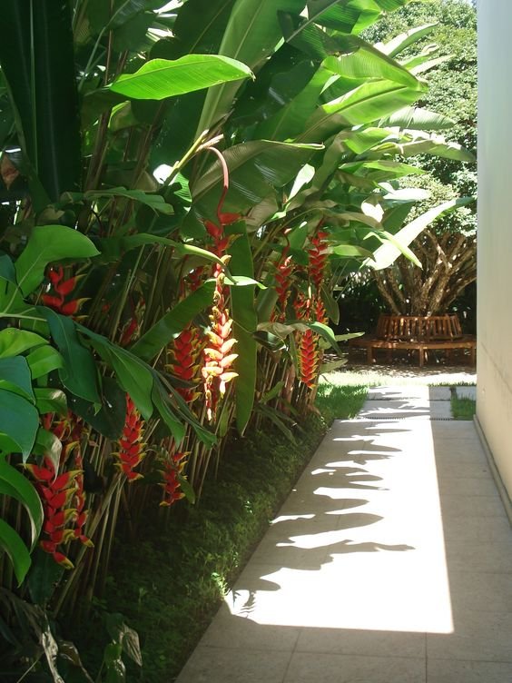 Another option for the garden is to make it form a beautiful corridor on the side of the house, as was done with the heliconia rostrata in the inspiration below.