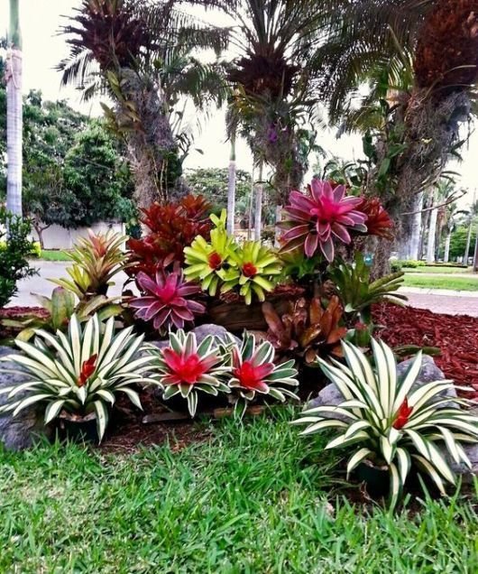 Bromeliads do well both indoors and outdoors, which is why they are widely used in gardens!