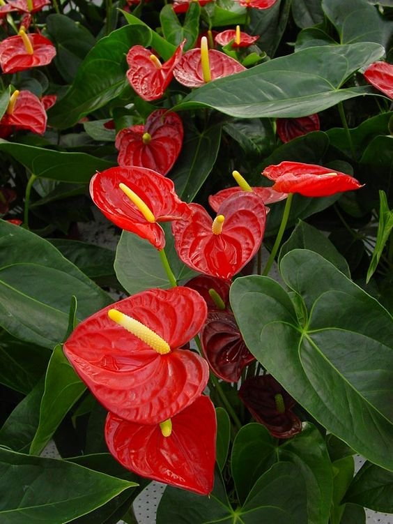 Red anthuriums add more beauty to any space! With a vibrant color, they attract a lot of attention.