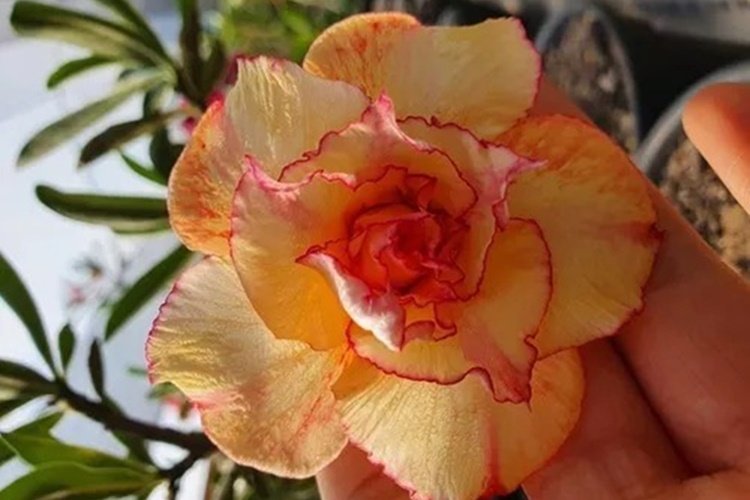 The lovely yellow desert rose, known for its delicate appearance.