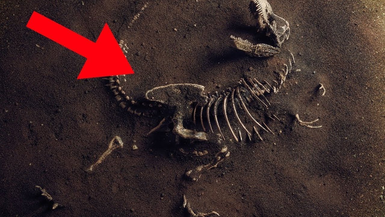 As 10 novas descobertas mais loucas sobre os dinossauros!