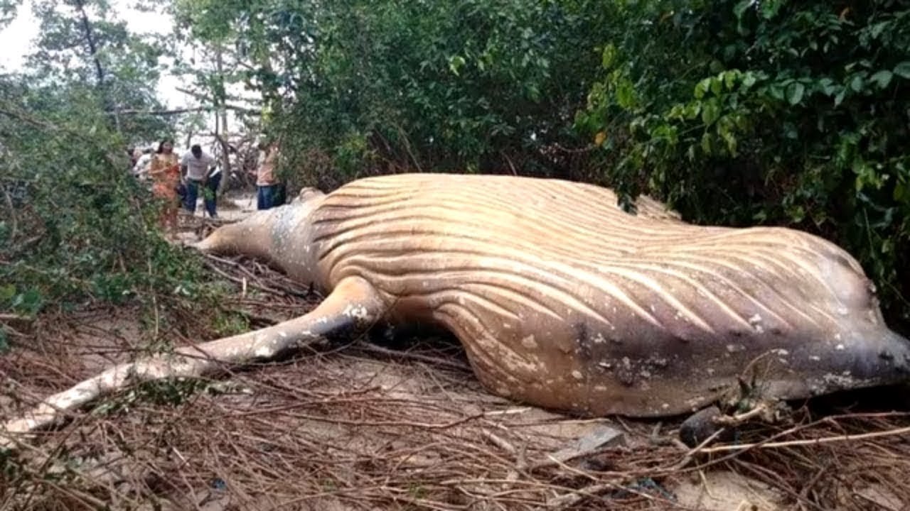 As descobertas mais estranhas da selva!